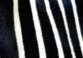 Close up of zebras markings at Marwell Zoo England Royalty Free Stock Photo