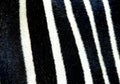 Close up of zebras markings at Marwell Zoo England