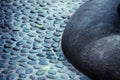 Close up of zen-like boulder Royalty Free Stock Photo