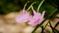 Close up of Zephyranthes lily