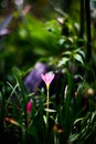 Close up of Zephyranthes Lily or Rain Lily