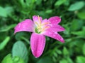 Zephyranthes minuta flower in nature garden