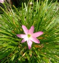 Close-up Zephyranthes Minuta or Zephyranthes grandiflora blooming in the garden at noon