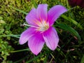 A close-up of Zephyranthes Rosea the Rain Lily flower. Royalty Free Stock Photo