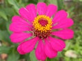 Close up of Zinnia elegans flowers, pink with yellow stamens with selective focus Royalty Free Stock Photo