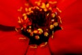 Close up on Zinnia flower in Mississippi June.