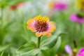 Close up from a zinnia Royalty Free Stock Photo