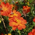 Close up of Zinnia haageana \'Orange star\' flowers in a summer garden