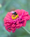 Close up of Zinnia. Lilac flower of Zinnia. Flower of Zinnia. Floral background.Common Classic Zinnia. Lilac flower. Purple flower Royalty Free Stock Photo