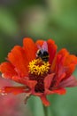 Close up of Zinnia. Lilac flower of Zinnia. Flower of Zinnia. Floral background.Common Classic Zinnia. Lilac flower. Purple flower Royalty Free Stock Photo