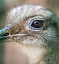 Close up zoom shot of ostrich eye with reflection of photographer with camera in it, wild life photography concept. also known as Royalty Free Stock Photo