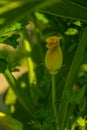 Close up of zucchini flowering bush