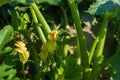 Close up of zucchini flowering bush Royalty Free Stock Photo