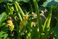 Close up of zucchini flowering bush