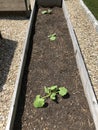 Close up of zucchini plants in organic garden