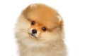 Close-up of a Zwerg Spitz puppy Royalty Free Stock Photo