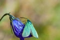 Close-up Zygaenidae or green forester moth on a wild blue bellflower`s flower head