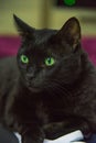 Close up Ãâ¬ortrait of lying beautiful black cat male with expressive green eyes at home. Interior background