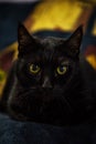 Close up Ãâ¬ortrait of lying beautiful black cat male with expressive yellow eyes at home. Interior background