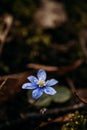 Blue Spring Flowers in a Forest Royalty Free Stock Photo