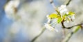 White cherry branch over nature bokeh background, spring flowers