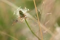 Close Up Of Marmalade Hoverfly Hovering Near Plant.