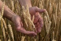 Close upimage of man`s hands grab an ear of wheat in a field with ripe harvest.