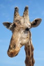 Close up muzzle of African giraffe against blue sunny sky. Spai