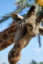 Close up muzzle of African giraffe against blue sunny sky Royalty Free Stock Photo