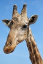 Close up muzzle of African giraffe against blue sunny sky. Spai