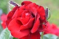 Close upof a red rose