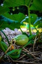 Close-upof a small squash on a vine Royalty Free Stock Photo