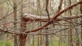 Close upping of dry branch of old pine