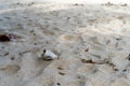 Close-ups of beverage cans left on tourists dirty beaches. Garbage is polluting, degrading coastal ecosystems and beaches Royalty Free Stock Photo