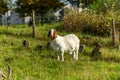 Close-ups of Goats Acen -Boergeder Royalty Free Stock Photo