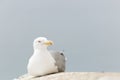 Close-ups of a Seagull