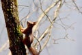 Background close-ups of squirrel posing Royalty Free Stock Photo