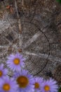 Close ups of Wild Flowers in Jasper