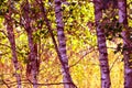 Close-ups of young birches in a group