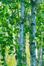 Close-ups of young birches in a group