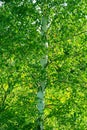 Close-ups of young birches in a group