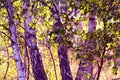 Close-ups of young birches in a group