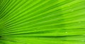 Close upTexture of Green palm Leaf Royalty Free Stock Photo
