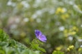 Beautiful Wood cranesbill, woodland geranium, Geranium sylvaticum in countryside northern India Royalty Free Stock Photo