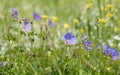 Beautiful Wood cranesbill, woodland geranium, Geranium sylvaticum in countryside northern India Royalty Free Stock Photo