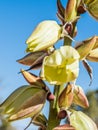 Narrow Leaf Yucca aka Harriman`s Yucca