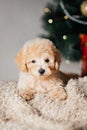 Close vertical photo of a cute light puppy lying on a blanket under a Christmas tree and looking at the camera