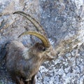 Close view adult alpine capra ibex capricorn standing in rocks