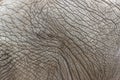 Close view of african elephant skin texture Royalty Free Stock Photo