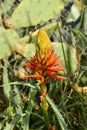 Close view of an aloe plant blossom with stages of bloom in orange Royalty Free Stock Photo